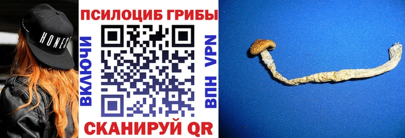 Галлюциногенные грибы Psilocybe  Купить закладки  Арзамас 